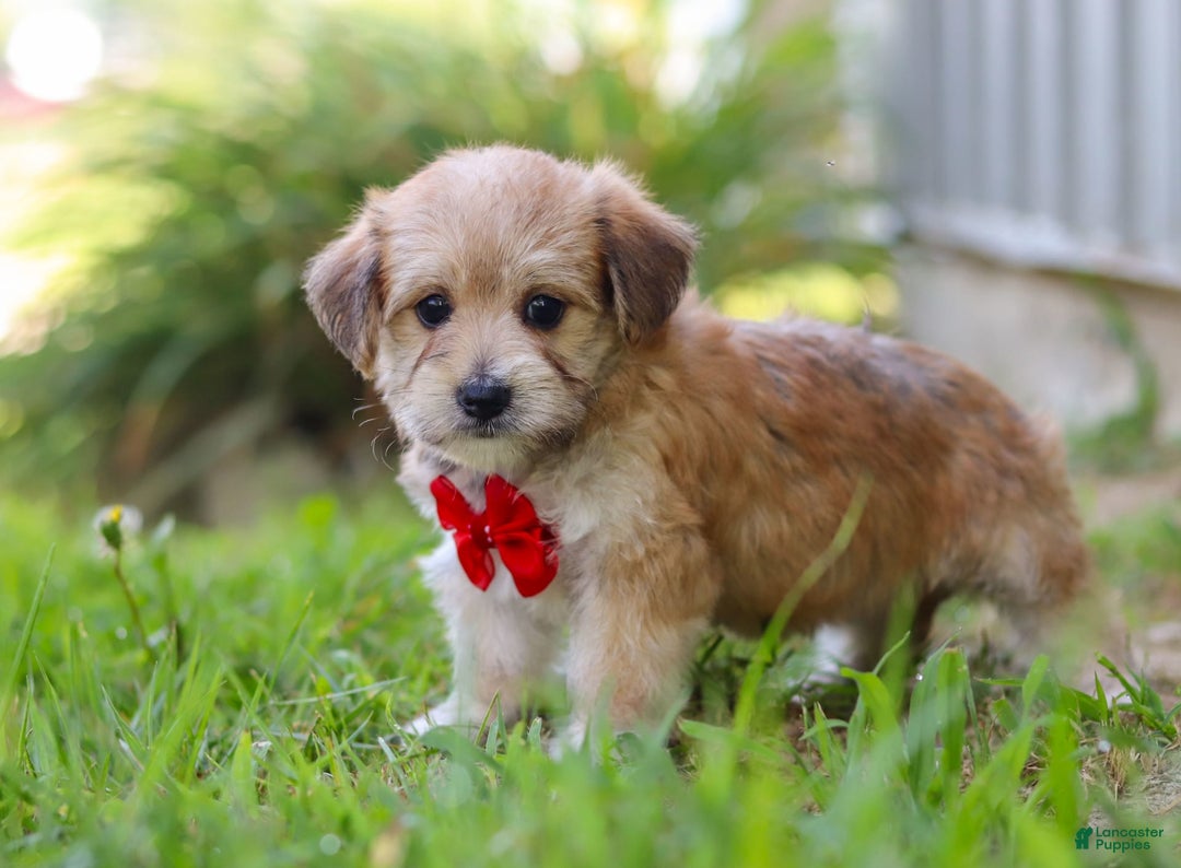 Morkie dogs for sale: Kelvin - Image 2