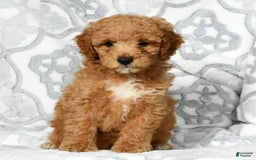 Mini Goldendoodle dogs for sale: Dallas - Image 8