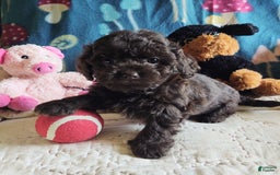 Maltipoo dogs for sale: Count Chocolate - Image 14