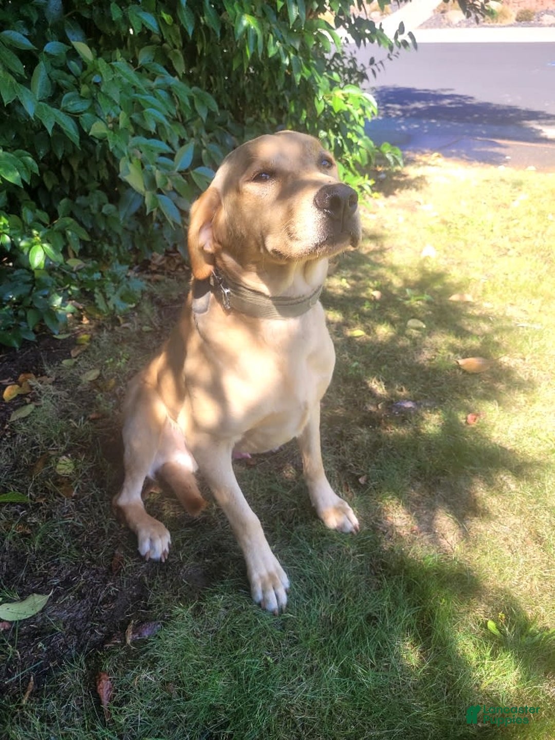 Labrador Retriever dogs for sale: RED FOX MALE - Image 2