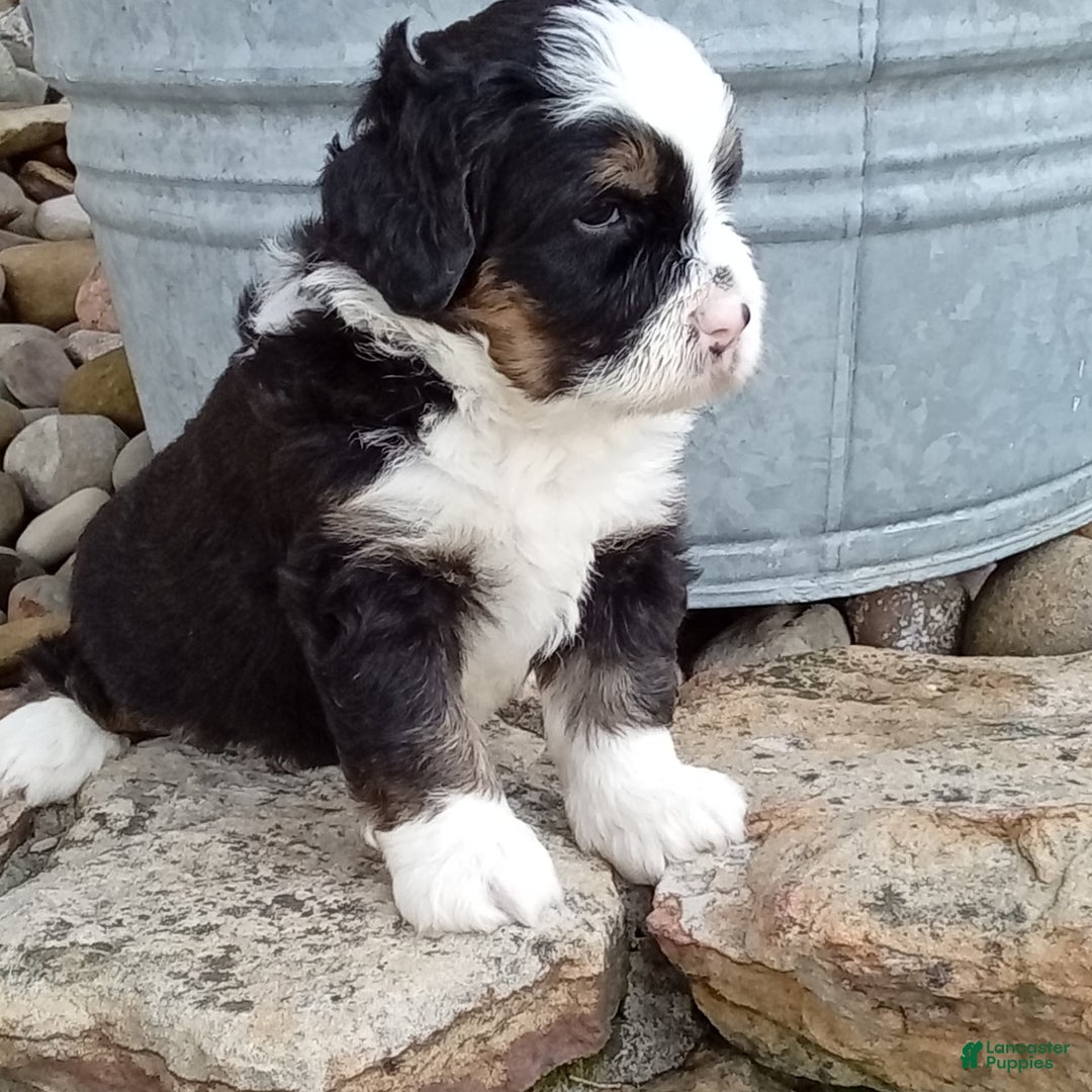 Mini Bernedoodle dogs for sale: Banjo - Image 23