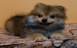 Pomeranian dogs for sale: Ricky - Image 8