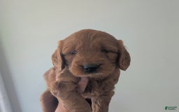 Mini Goldendoodle dogs for sale: Hank - Image 2