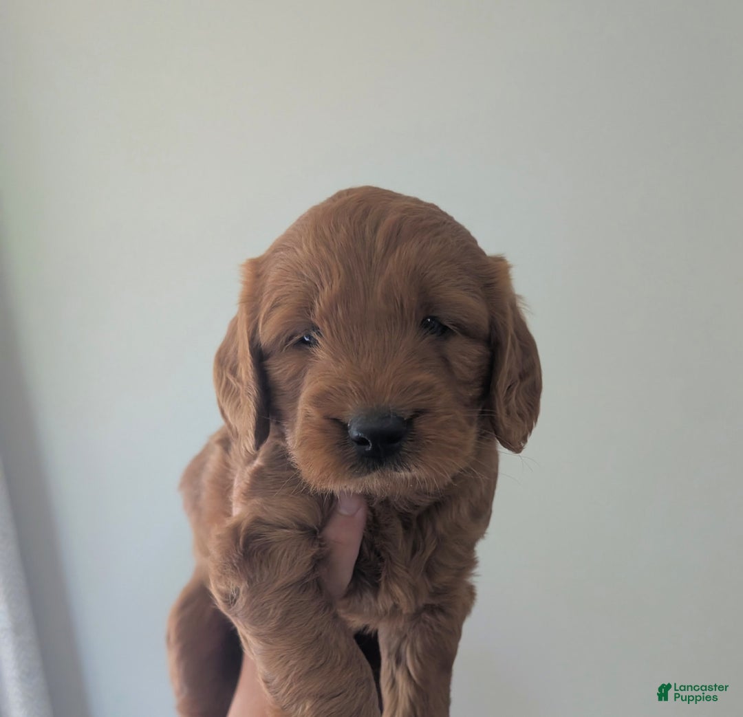 Mini Goldendoodle dogs for sale: Hank - Image 2