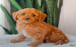 Cavapoo dogs for sale: Ike - Image 1