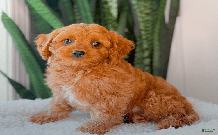 Cavapoo dogs for sale - Ad 4