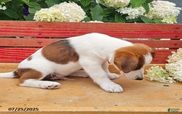 Jack Russell Terrier dogs for sale: Teddy - Image 2