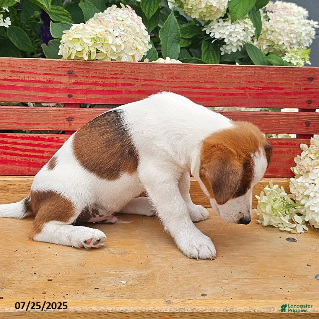 Jack Russell Terrier dogs for sale: Teddy - Image 2