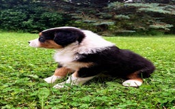 Australian Shepherd dogs for sale: Parker - Image 7