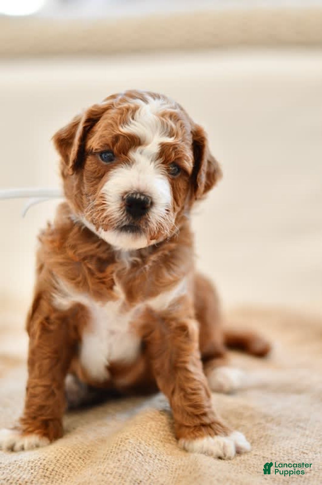 Goldendoodle dogs for sale: Rocky - Image 4