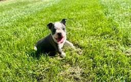Boston Terrier dogs for sale: Lisa - Image 1