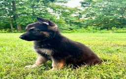 German Shepherd dogs for sale: Libby - Image 5