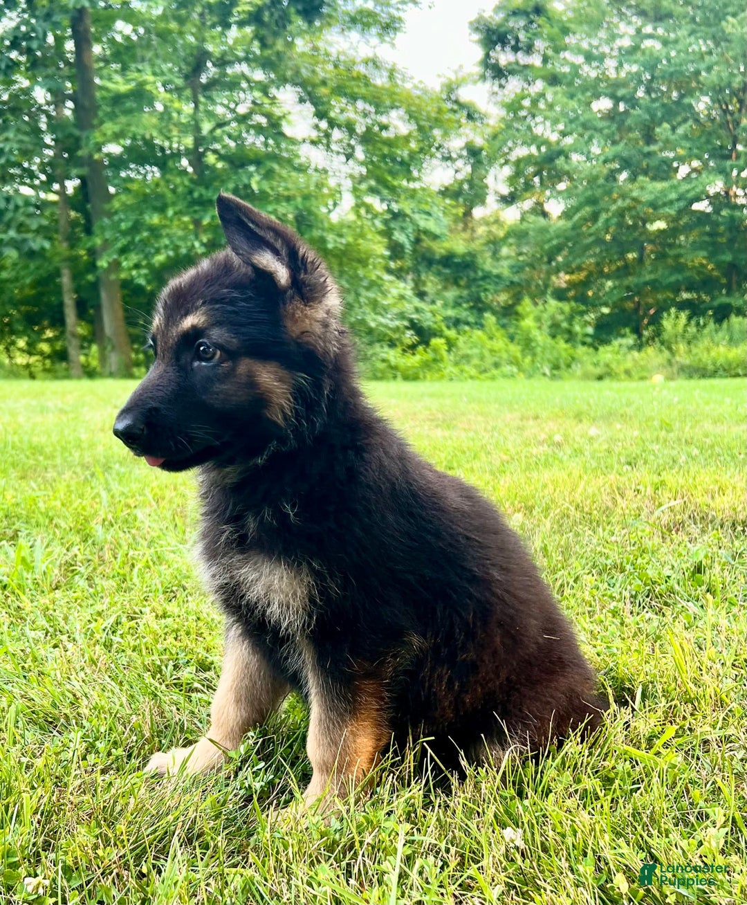 German Shepherd dogs for sale: Libby - Image 5
