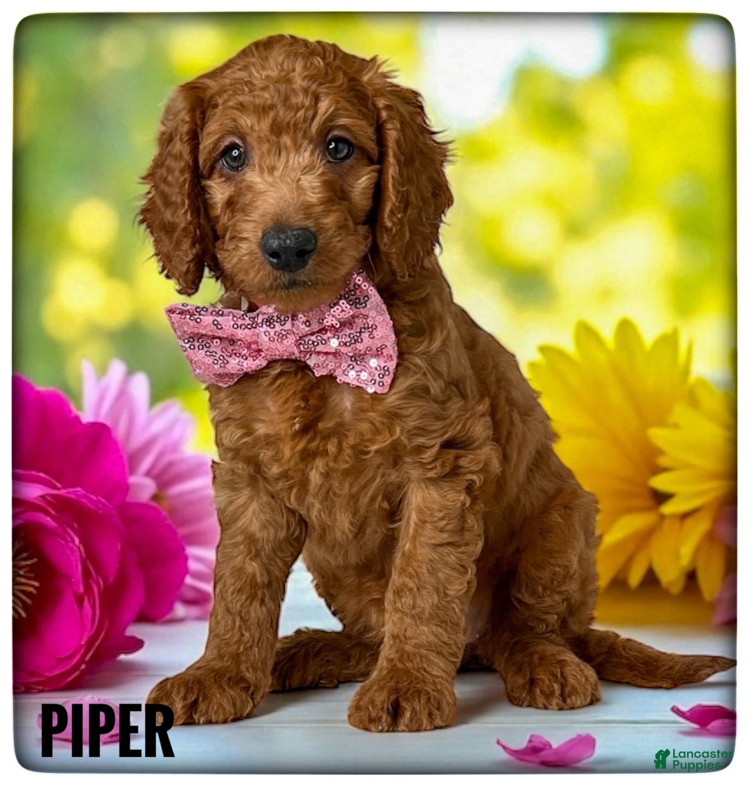 Goldendoodle dogs for sale: Piper Pink Collar - Image 2