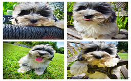 Havapoo dogs for sale: Elvis - Image 2