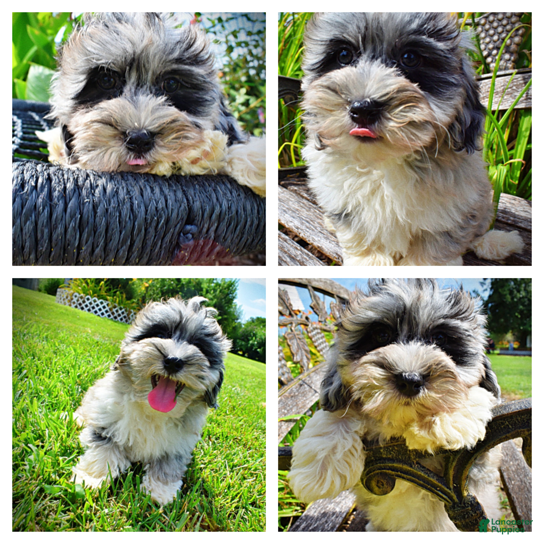 Havapoo dogs for sale: Elvis - Image 2
