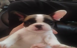 French Bulldog dogs for sale: Pork Chop - Image 1