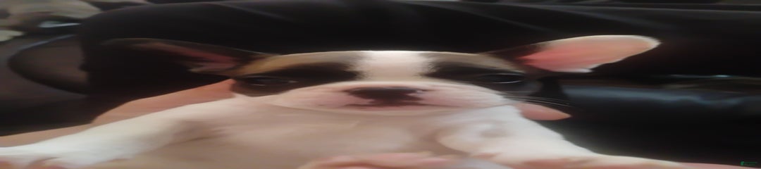 Pork Chop