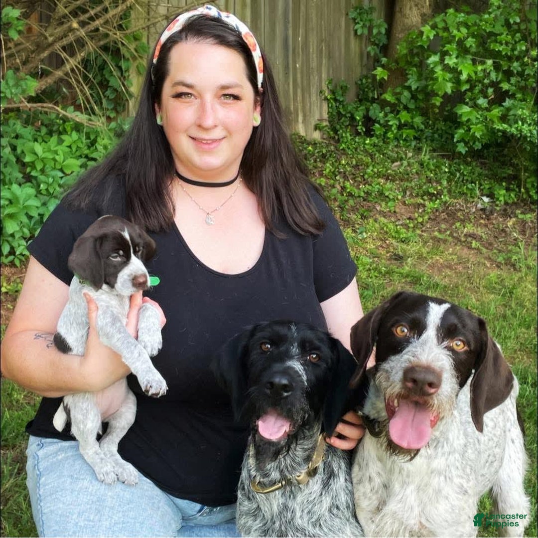 German Wirehaired Pointer dogs for sale: Ivo - Image 6