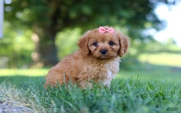 Cavapoo dogs for sale: Missy - Image 6