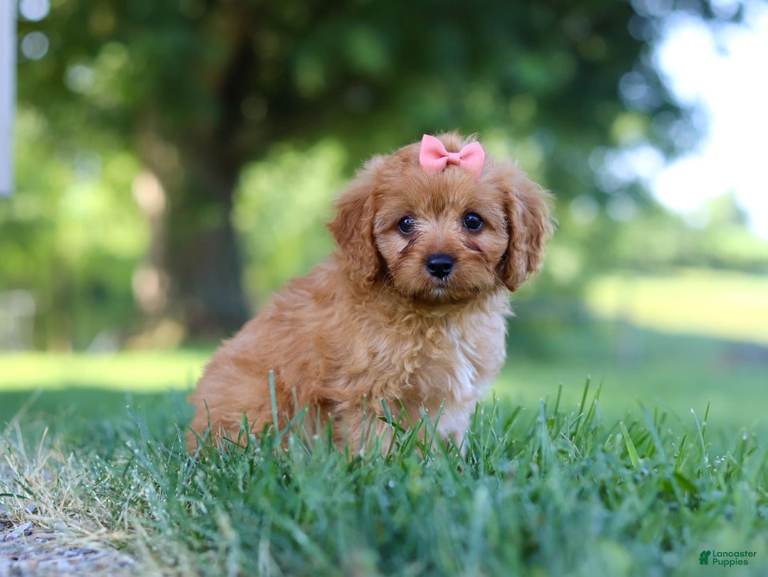 Cavapoo dogs for sale: Missy - Image 6