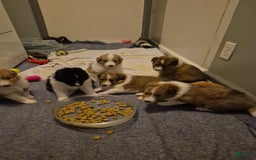Shetland Sheepdog dogs for sale: A - Image 2