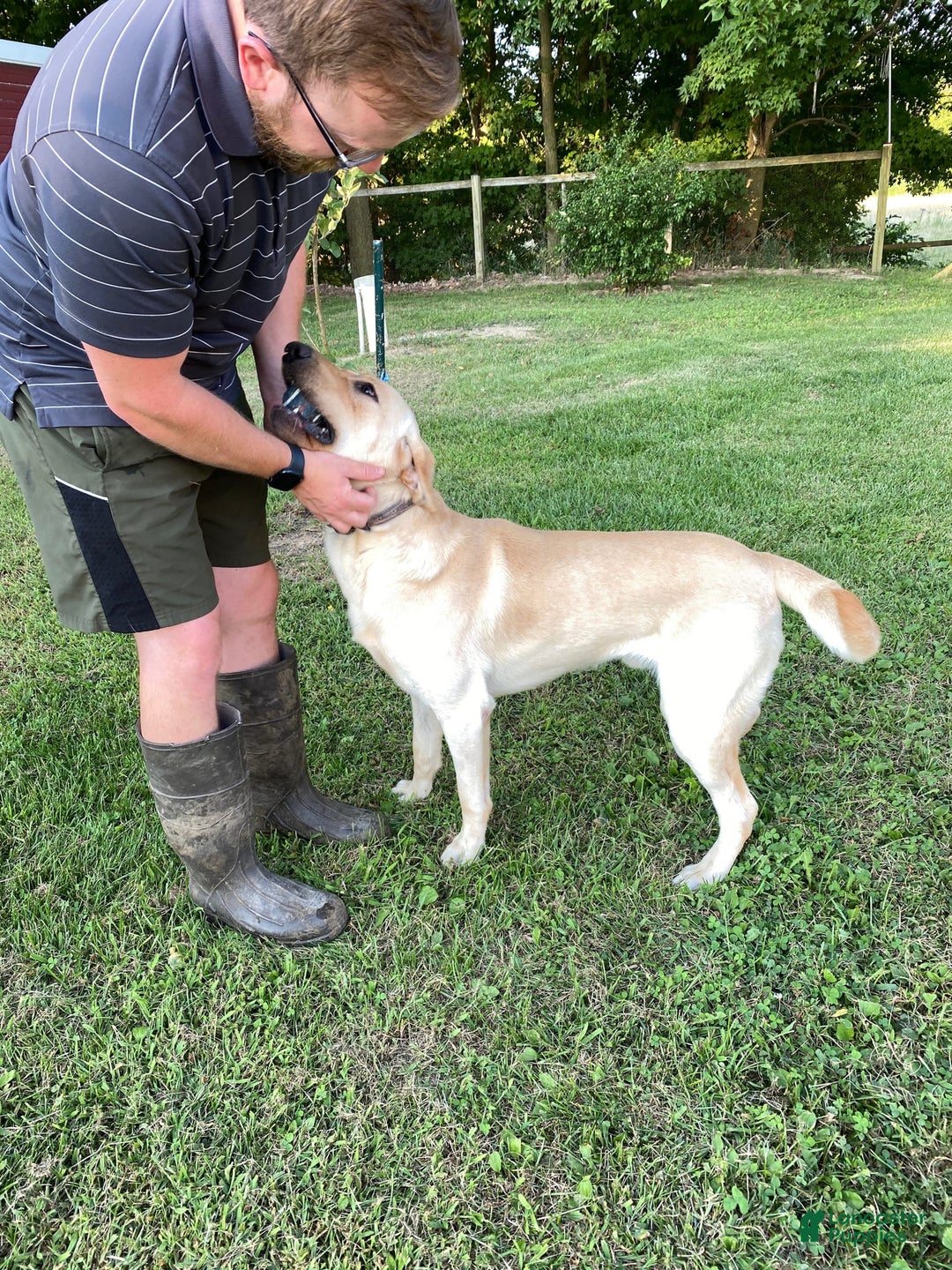 Labrador Retriever dogs for stud: Jockholm Curious Augustine - Image 4