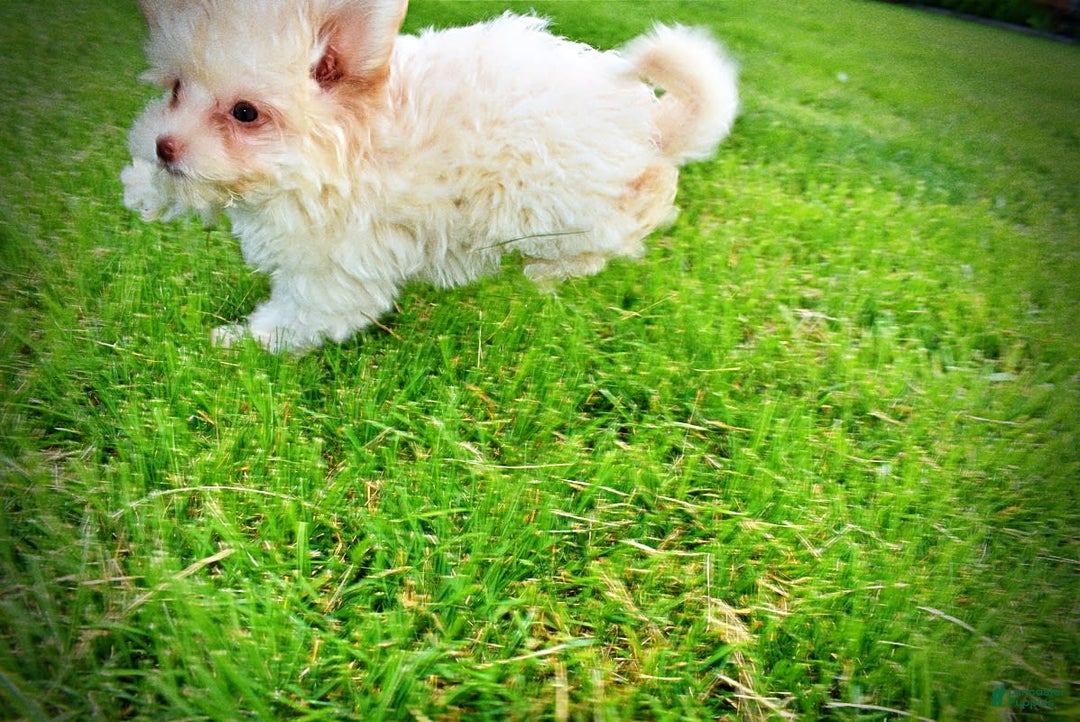 Havapoo dogs for sale: Vanilla - Image 2