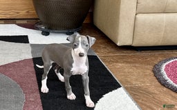 Italian Greyhound dogs for sale: Mj - Image 8