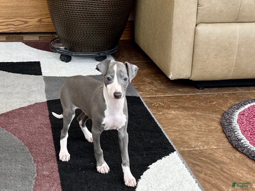 Italian Greyhound dogs for sale: Mj - Image 8