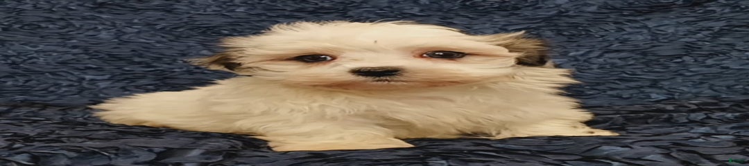 Hayden