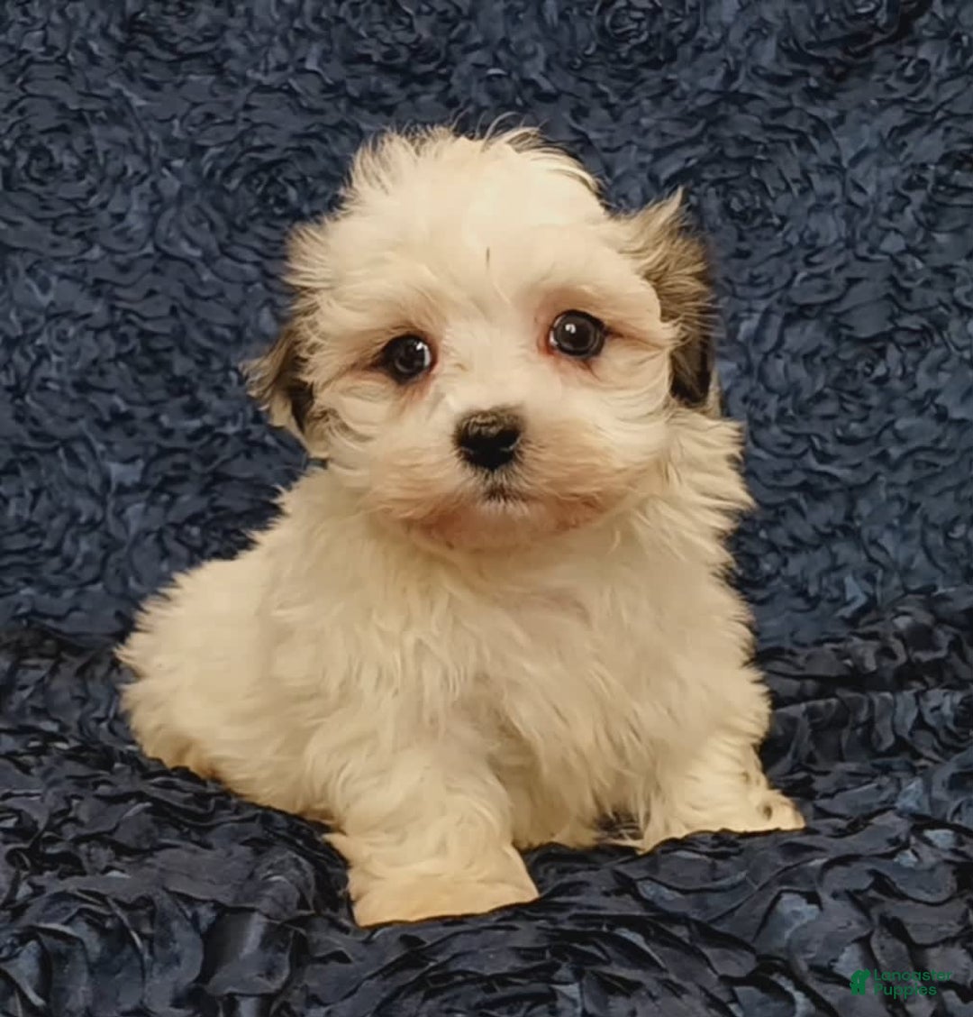 Havanese dogs for sale: Hayden - Image 1