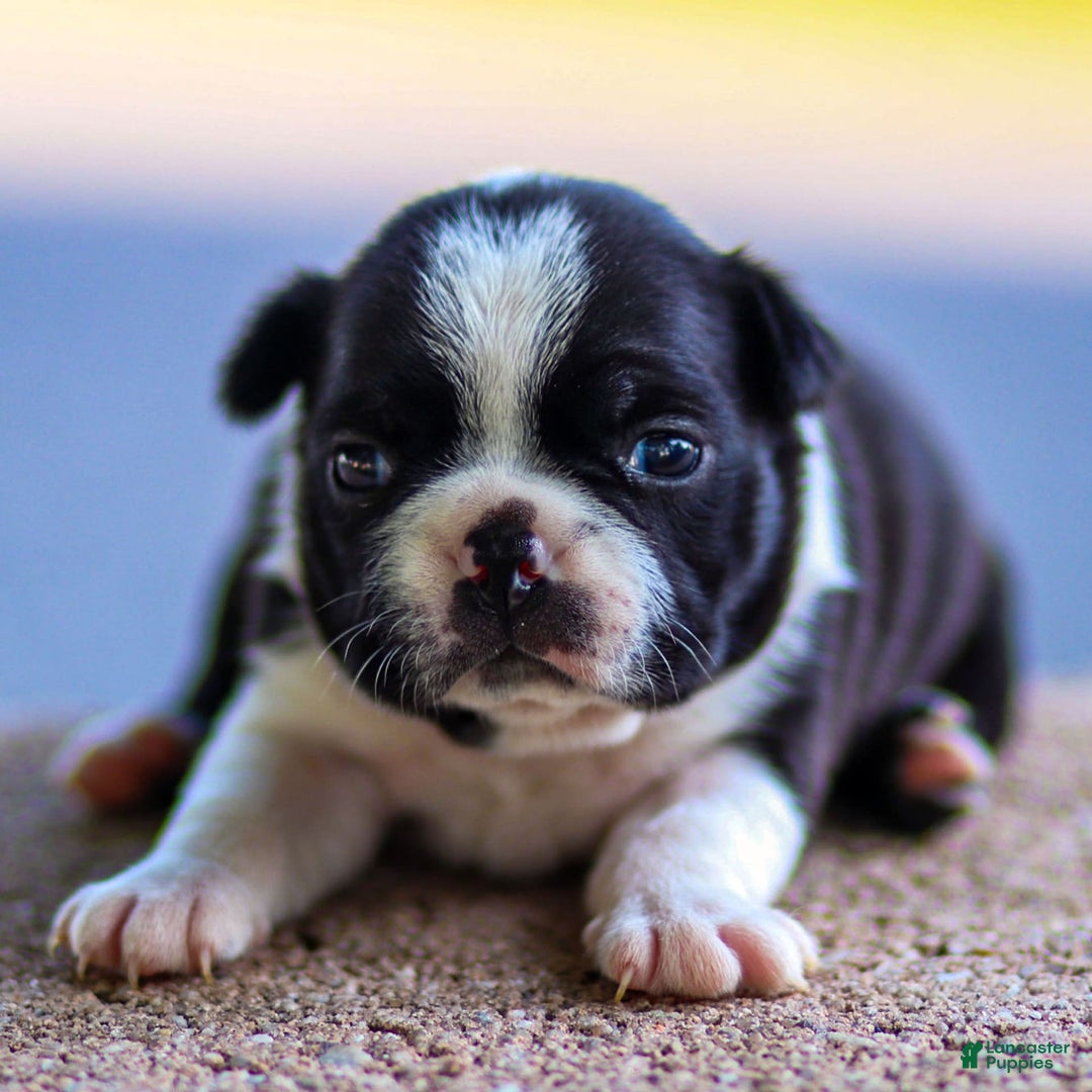 Boston Terrier dogs for sale: Pearl - Image 13