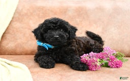 Cavapoo dogs for sale: Charcoal - Image 4