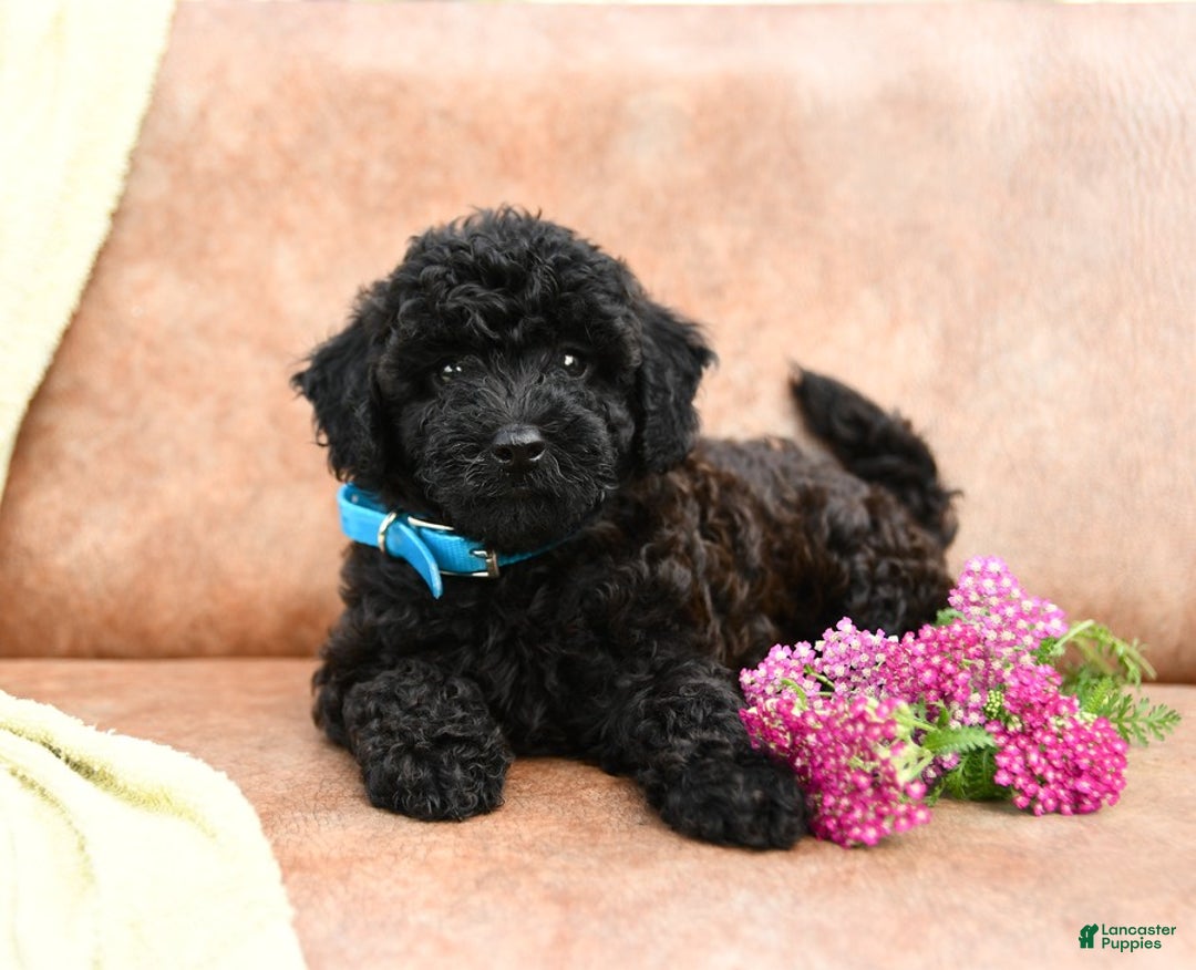 Cavapoo dogs for sale: Charcoal - Image 4