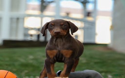 Doberman Pinscher dogs for sale: DIAMOND - Image 12