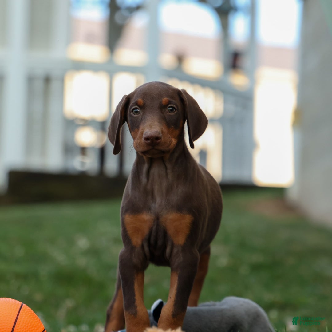Doberman Pinscher dogs for sale: DIAMOND - Image 12