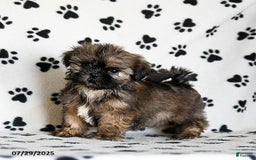 Shih Tzu dogs for sale: Prince - Image 3