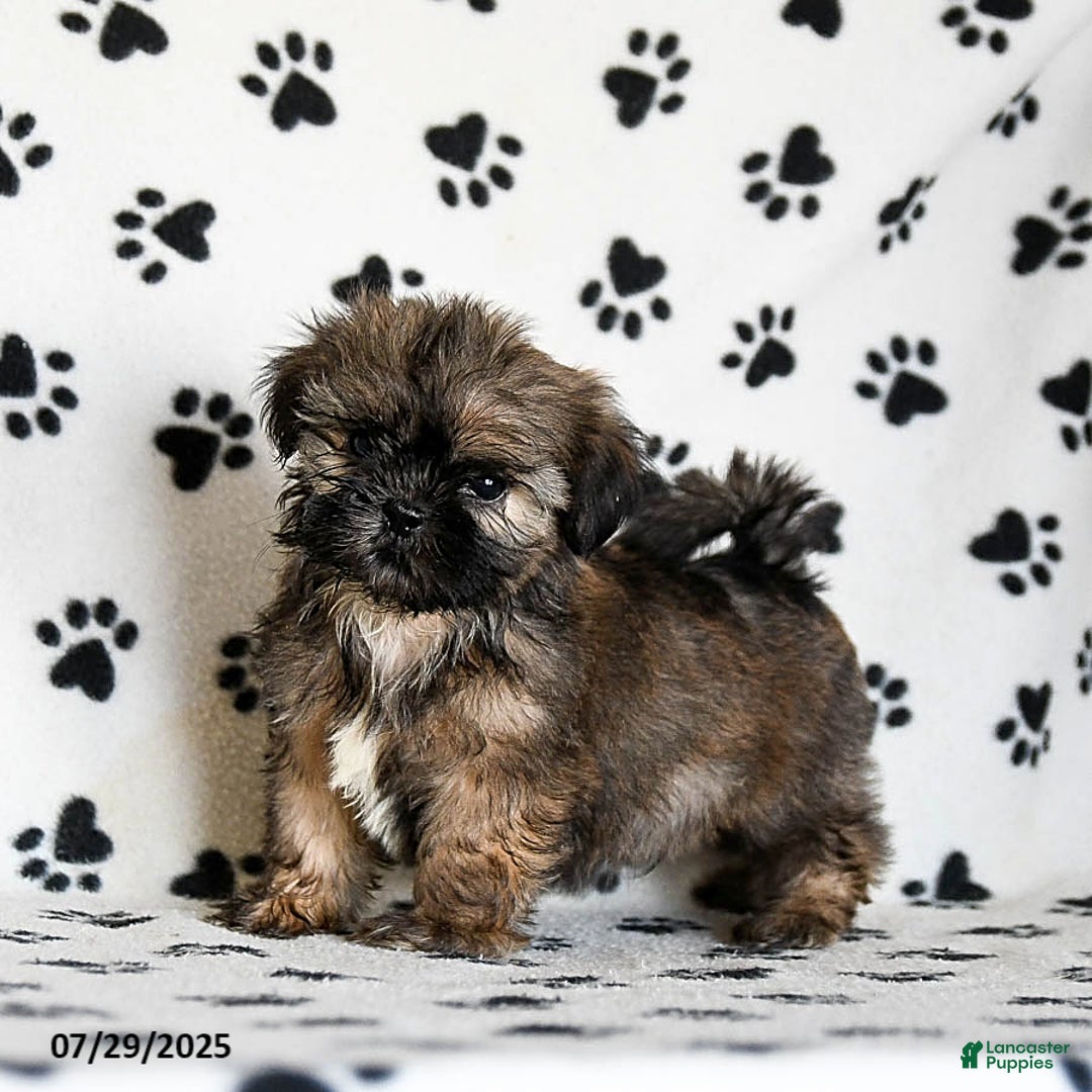 Shih Tzu dogs for sale: Prince - Image 3