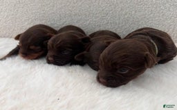Yorkshire Terrier dogs for sale: Zelie - Image 6