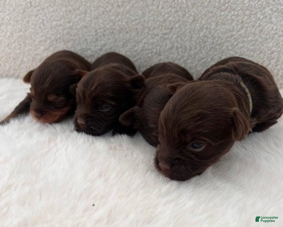 Yorkshire Terrier dogs for sale: Zelie - Image 6