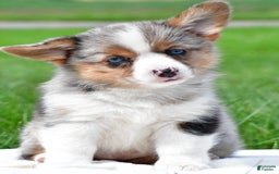 Australian Shepherd dogs for sale: Willow - Image 7