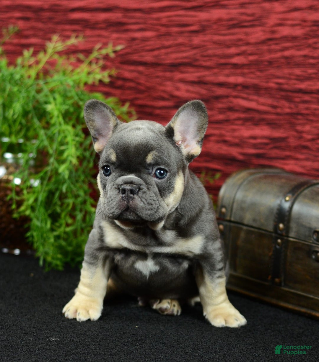 French Bulldog dogs for sale: 9908 Ollie - Image 2