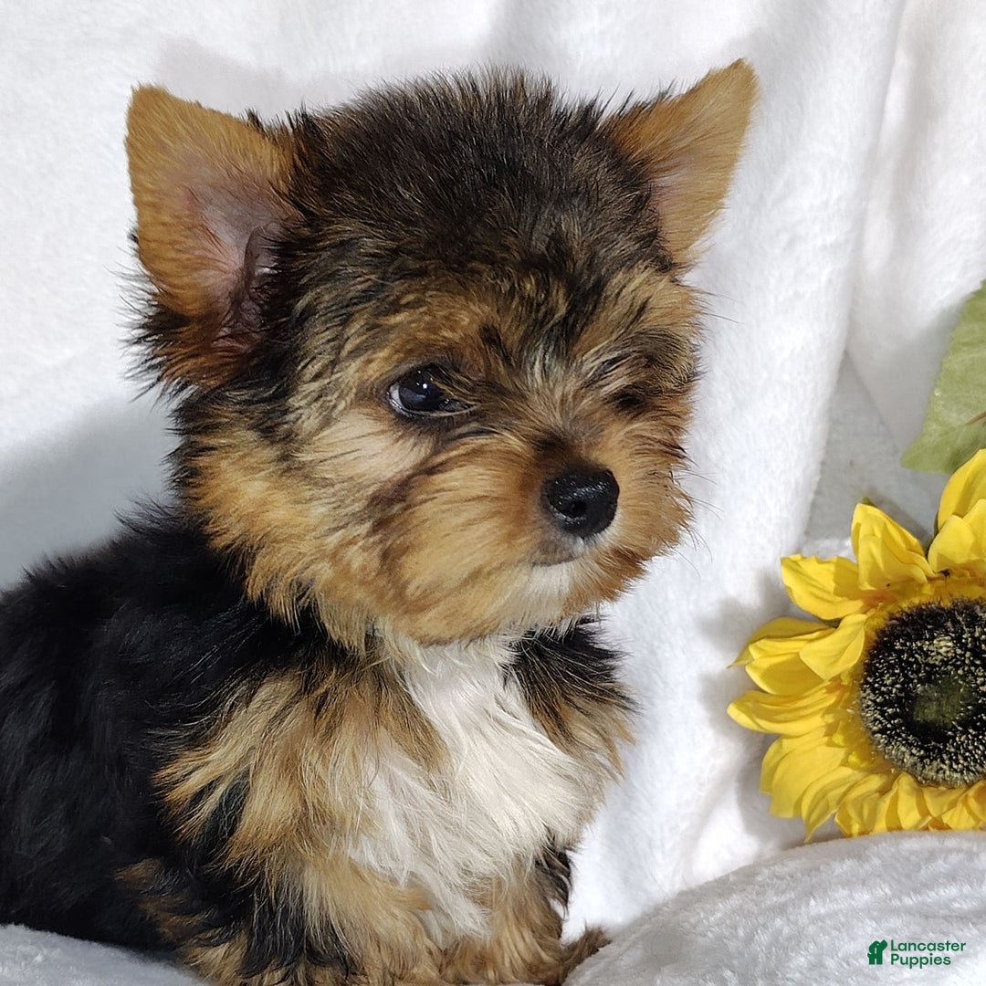 Yorkshire Terrier dogs for sale: Sheldon - Image 4