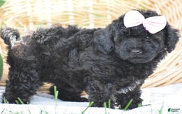 Yorkiepoo dogs for sale: Plaid - Image 4