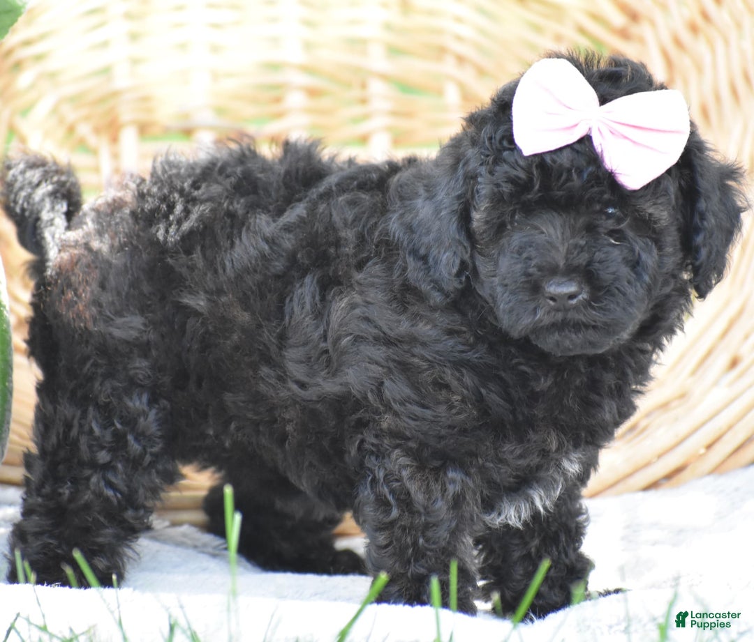 Yorkiepoo dogs for sale: Plaid - Image 4