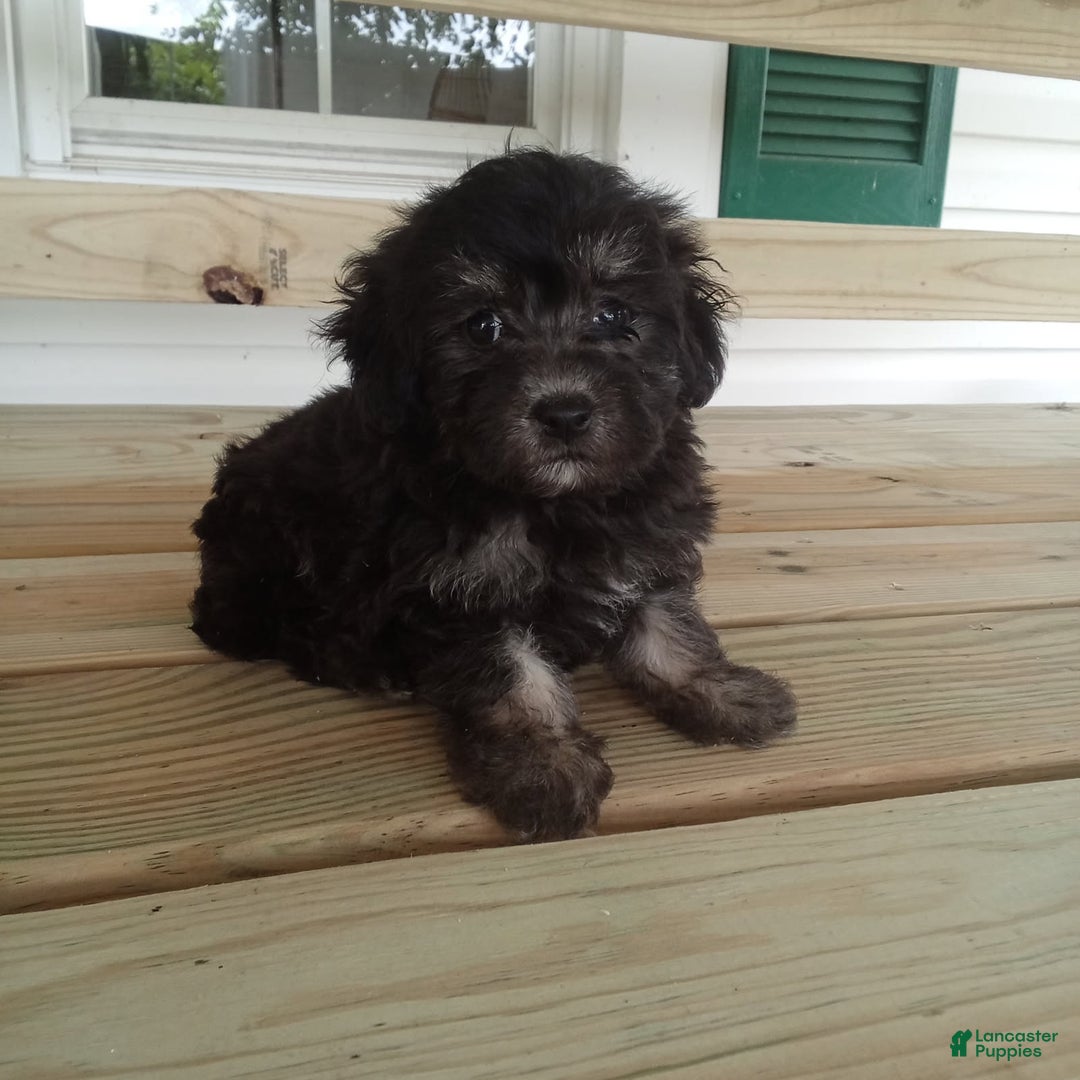 Havapoo dogs for sale: Benji - Image 3