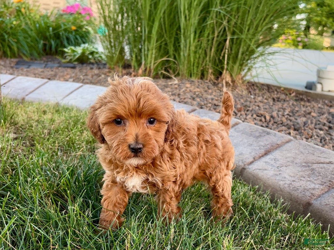 Cavapoo dogs for sale: Karla - Image 1