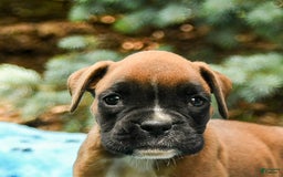 Boxer dogs for sale: Harley - Image 4