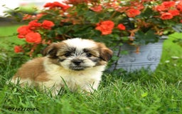 Pomeranian dogs for sale: Olive - Image 2